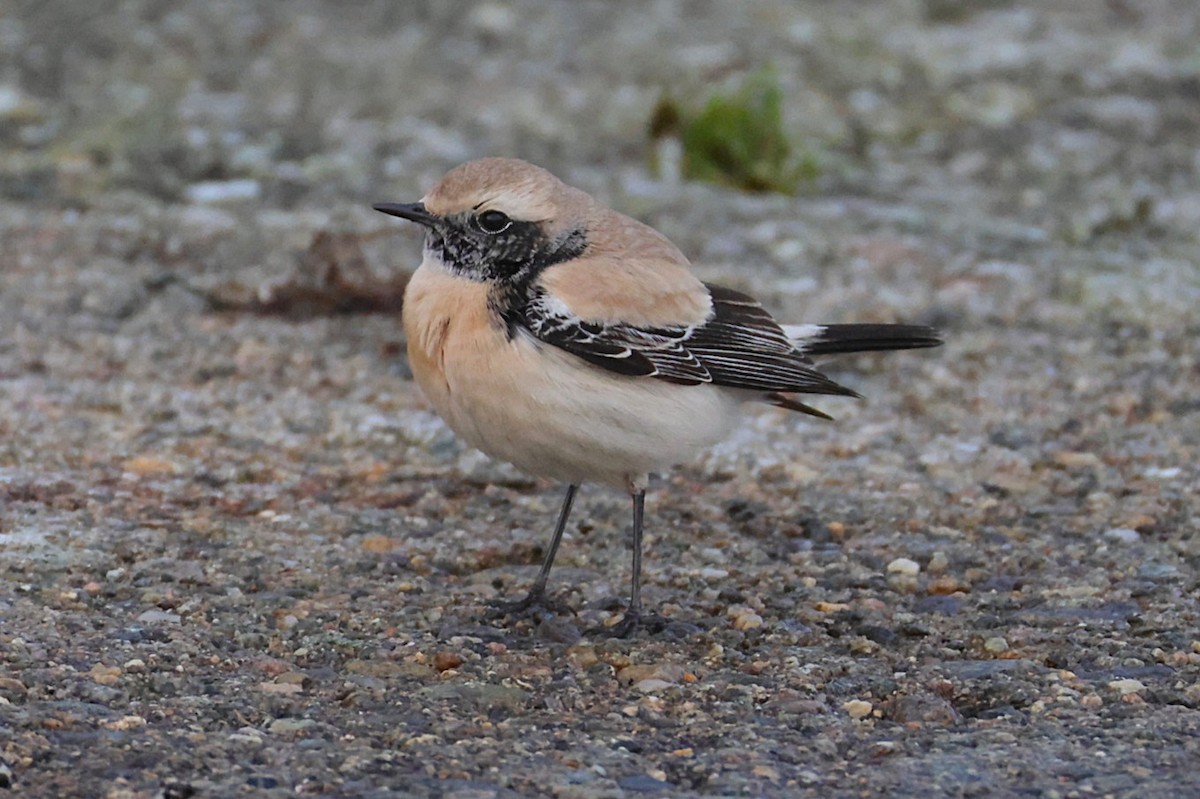 Desert Wheatear - ML646701452
