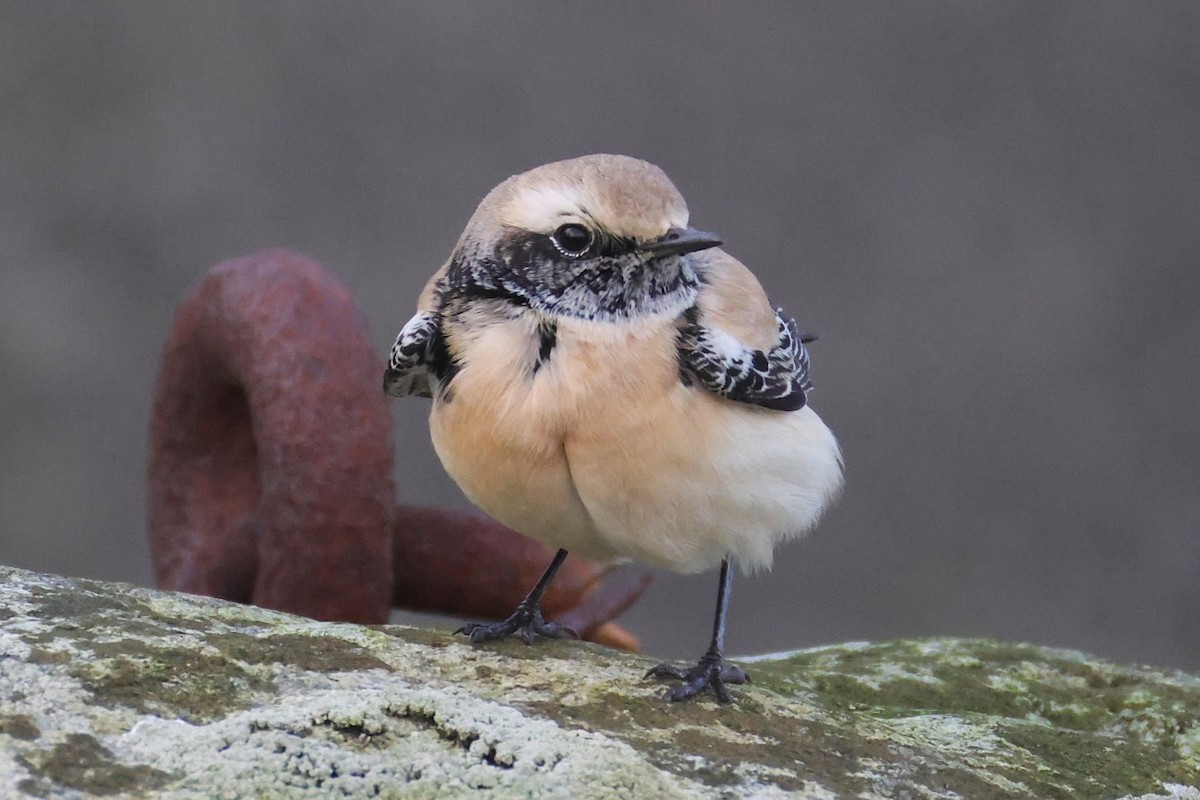 Desert Wheatear - ML646701453