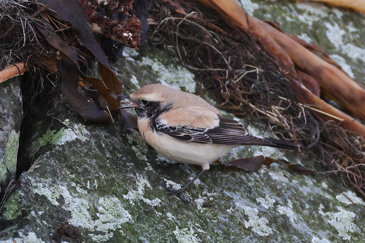 Desert Wheatear - ML646701454