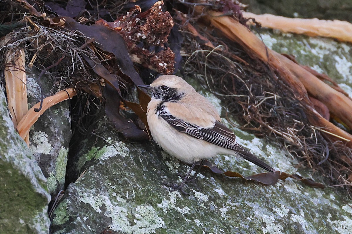 Desert Wheatear - ML646701455