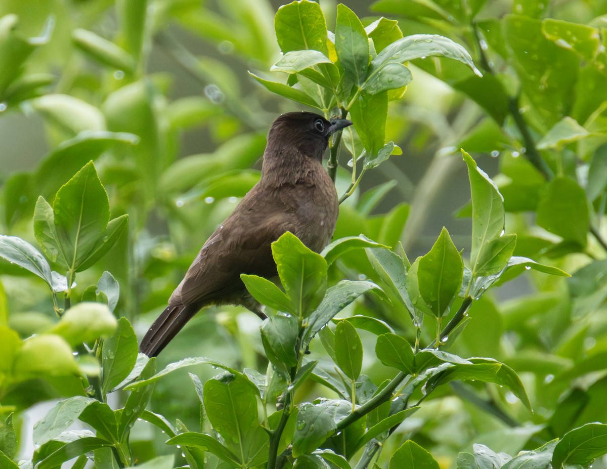 Common Bulbul - ML646701456
