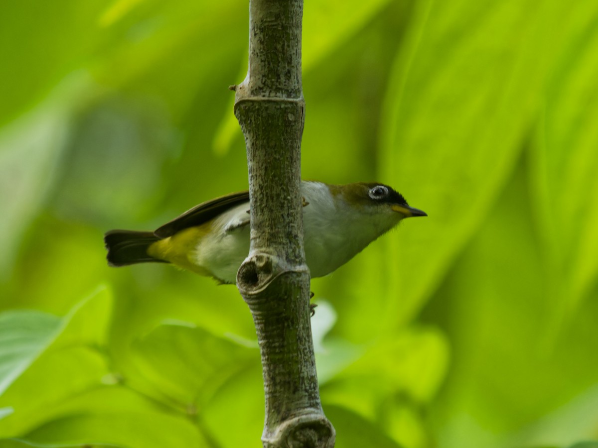 Cream-throated White-eye (Halmahera) - ML646701457