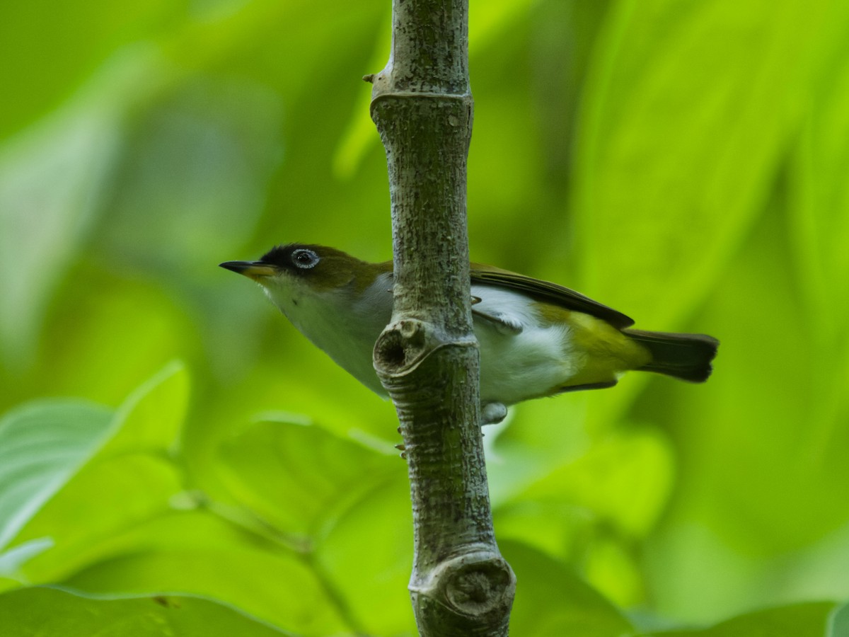 Cream-throated White-eye (Halmahera) - ML646701458