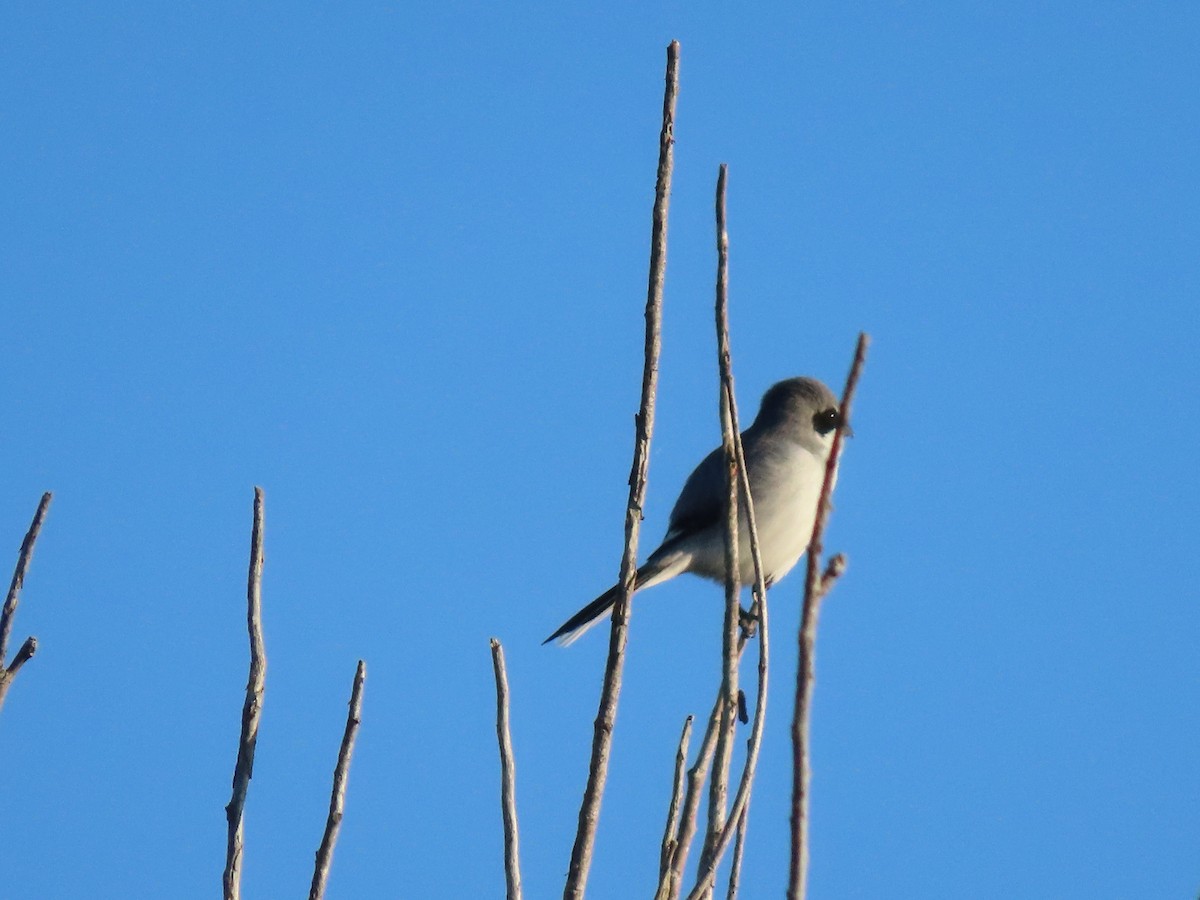 Loggerhead Shrike - ML646701459