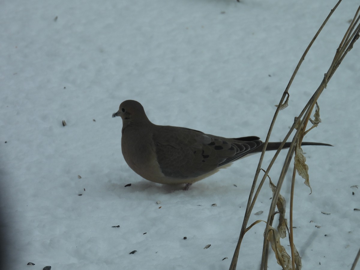 Mourning Dove - ML646701460