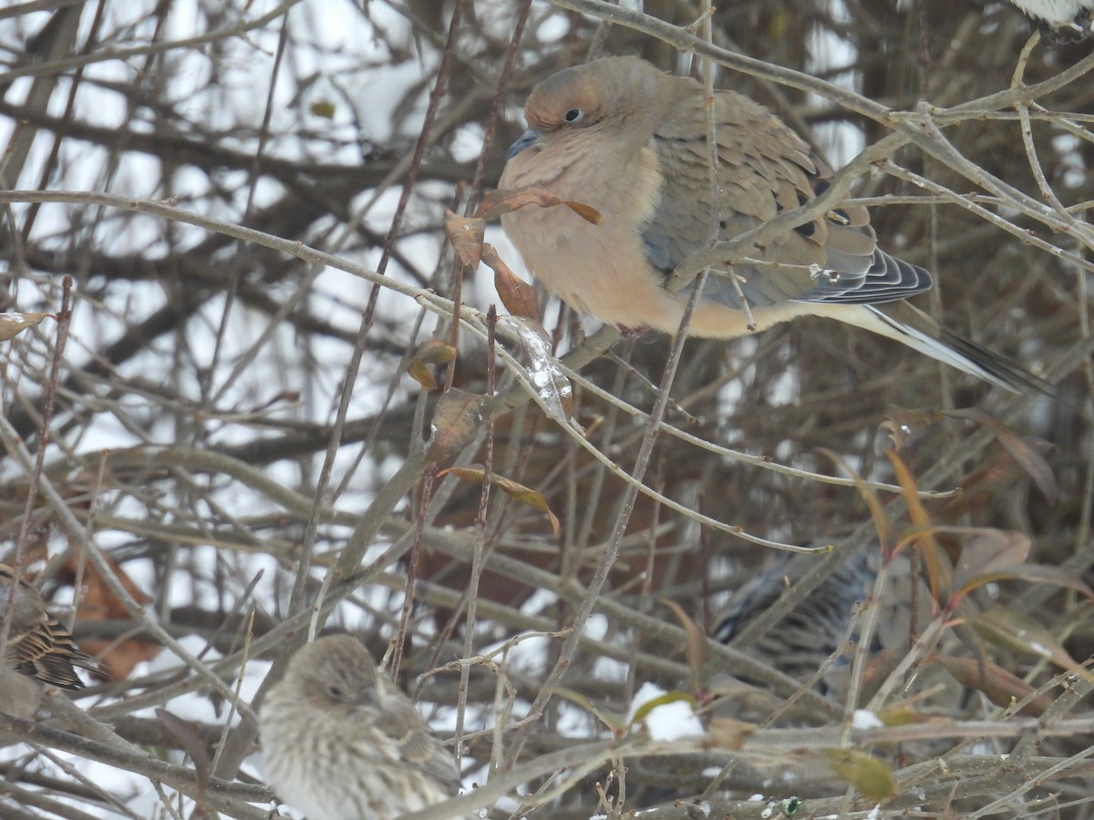 Mourning Dove - ML646701461