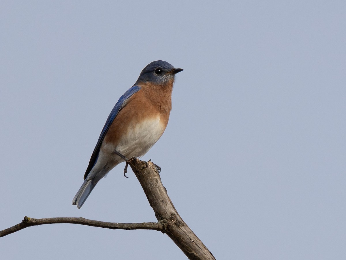 Eastern Bluebird - ML646701462