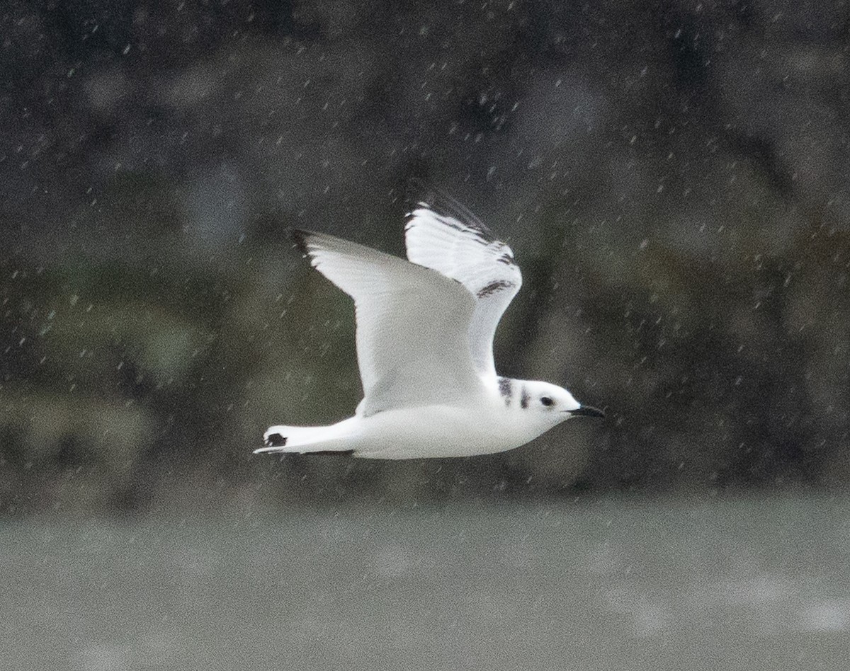 Black-legged Kittiwake - ML646701463