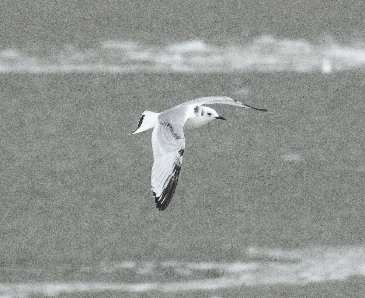 Black-legged Kittiwake - ML646701464