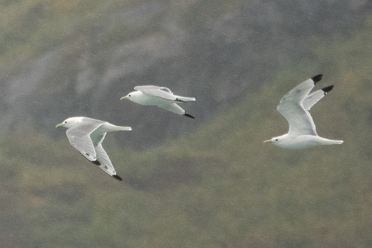 Black-legged Kittiwake - ML646701465