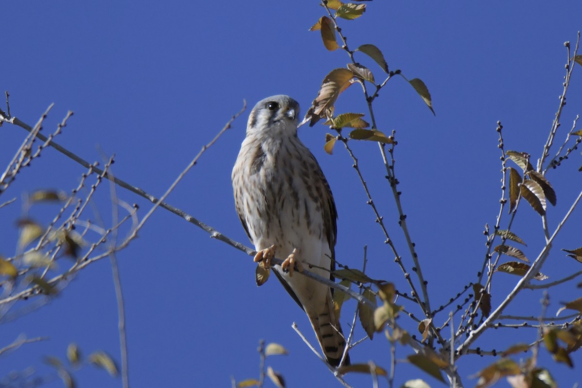 American Kestrel - ML646701466