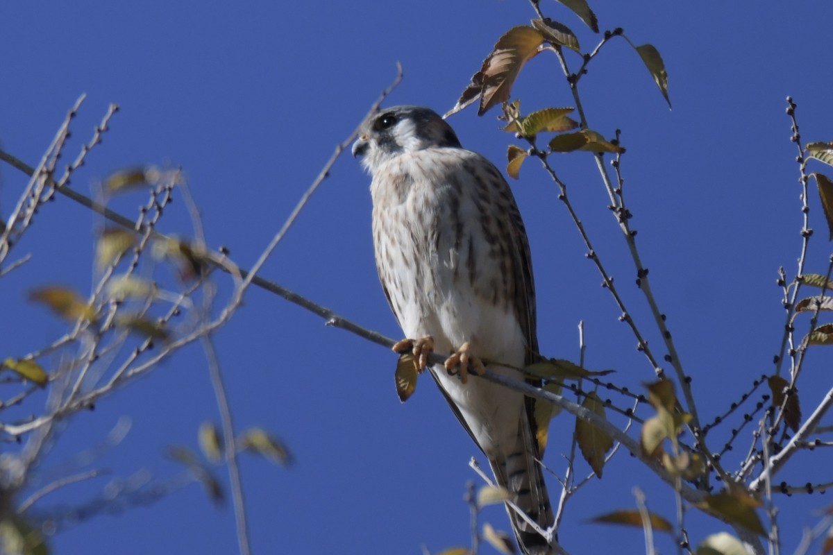 American Kestrel - ML646701467