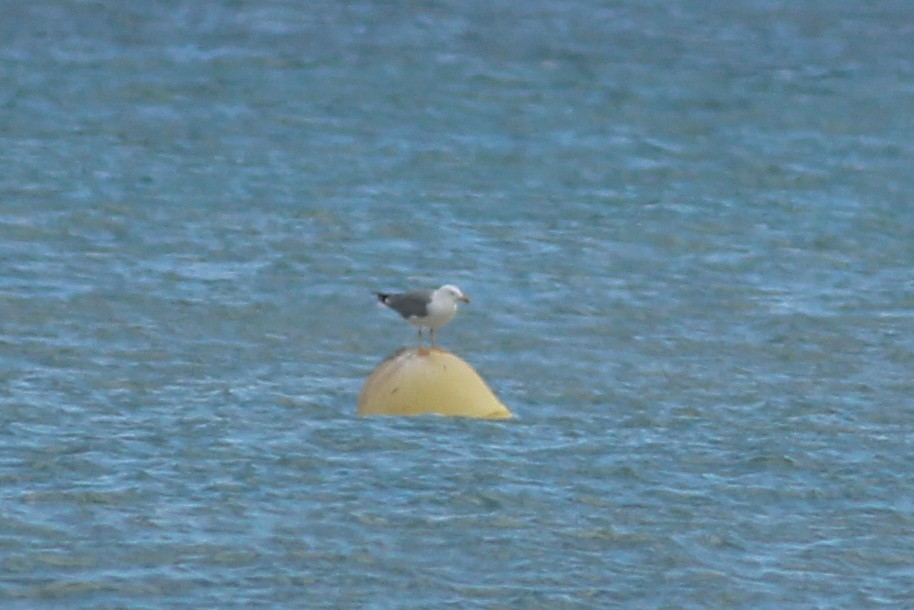 Yellow-legged Gull - ML646701468