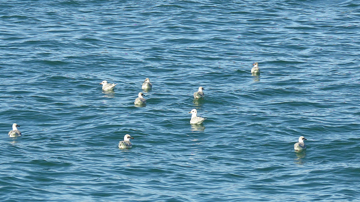Mediterranean Gull - ML646701470
