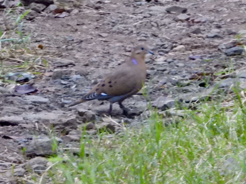 Zenaida Dove - ML646701471