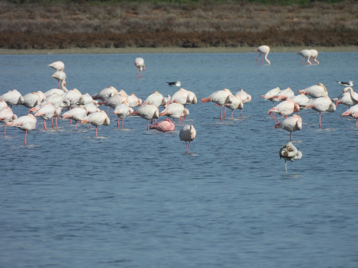 Zwergflamingo - ML646701477