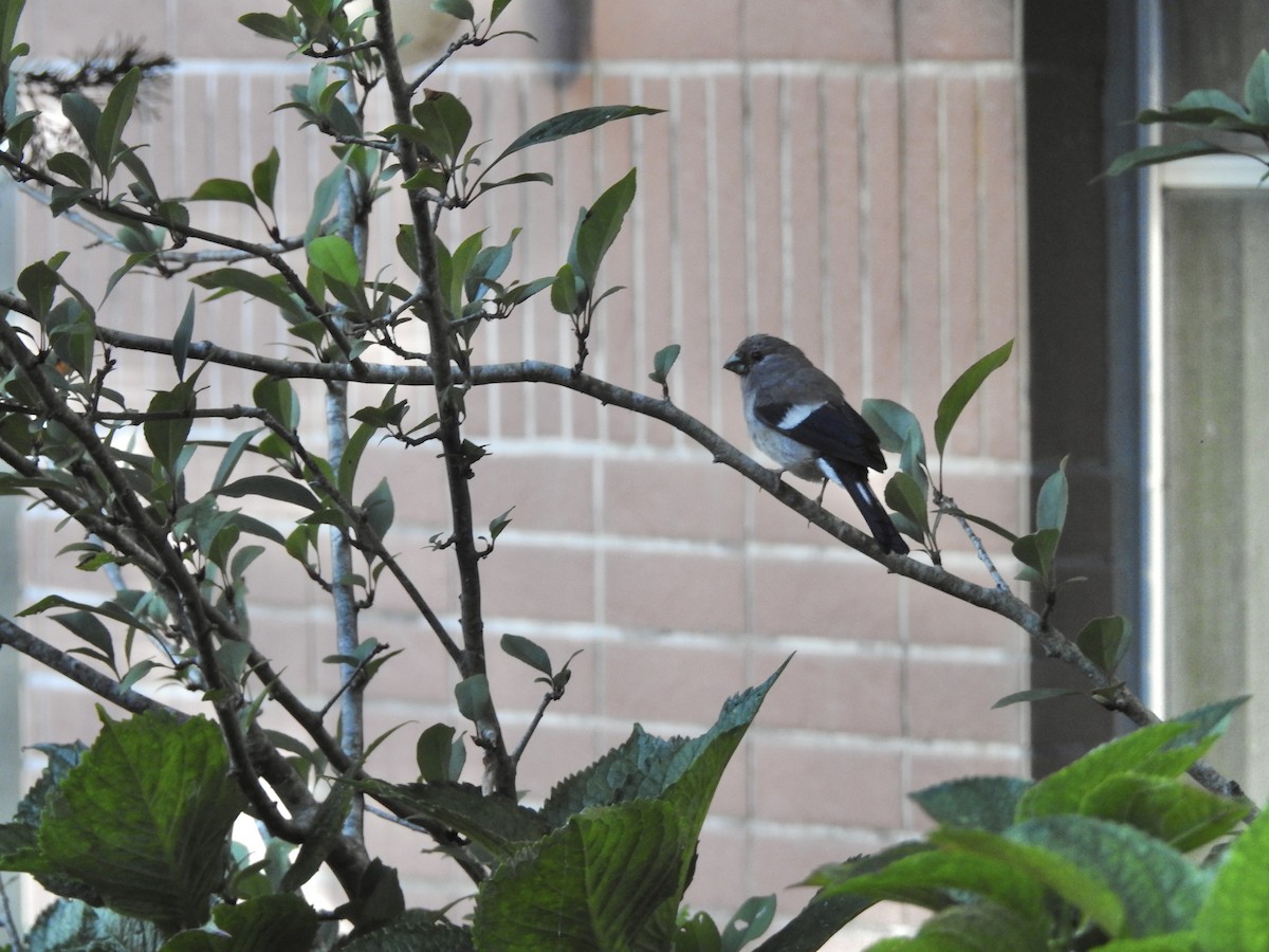 Brown Bullfinch - ML646701478