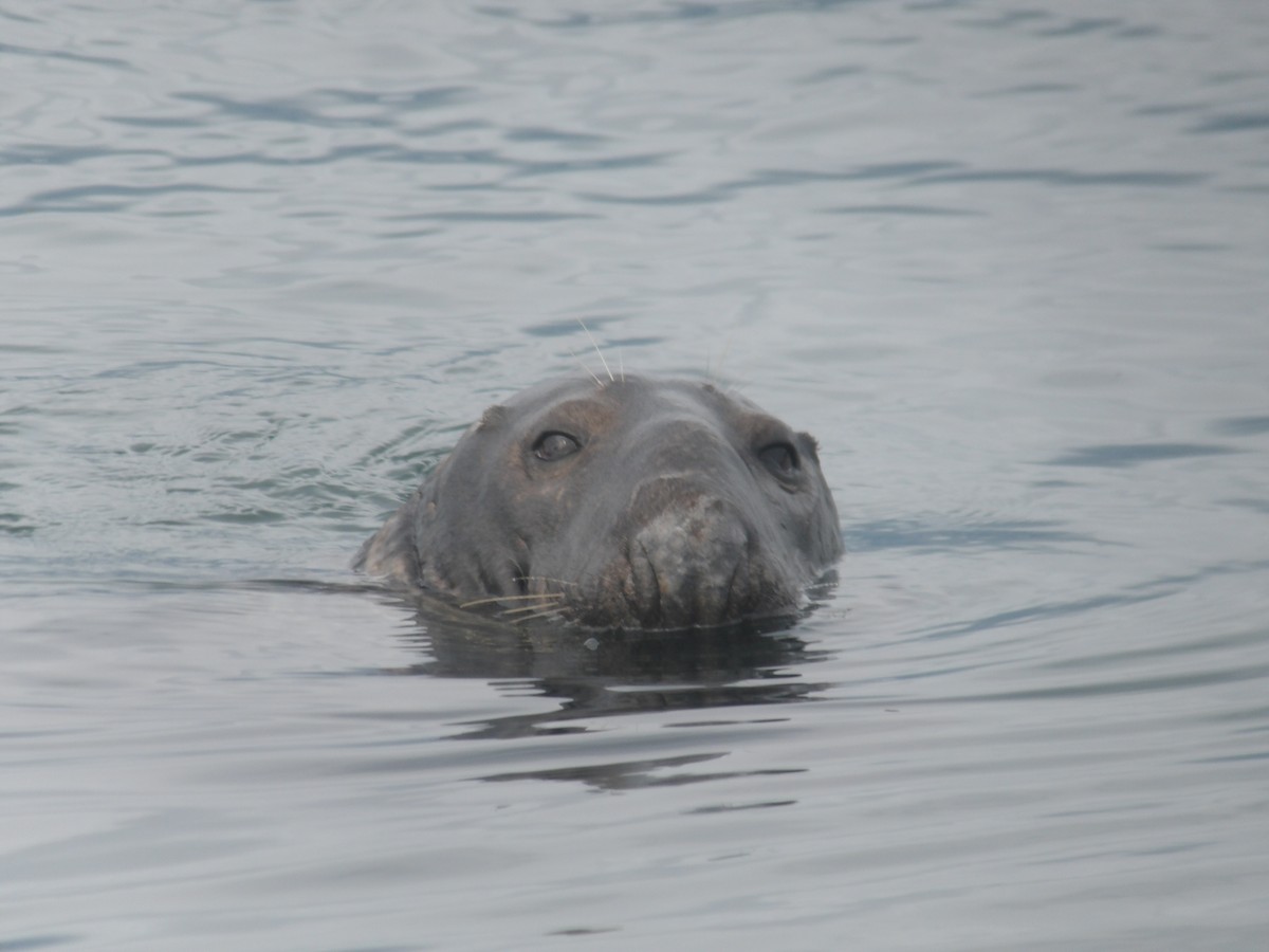 Атлантический серый тюлень - ML646701479