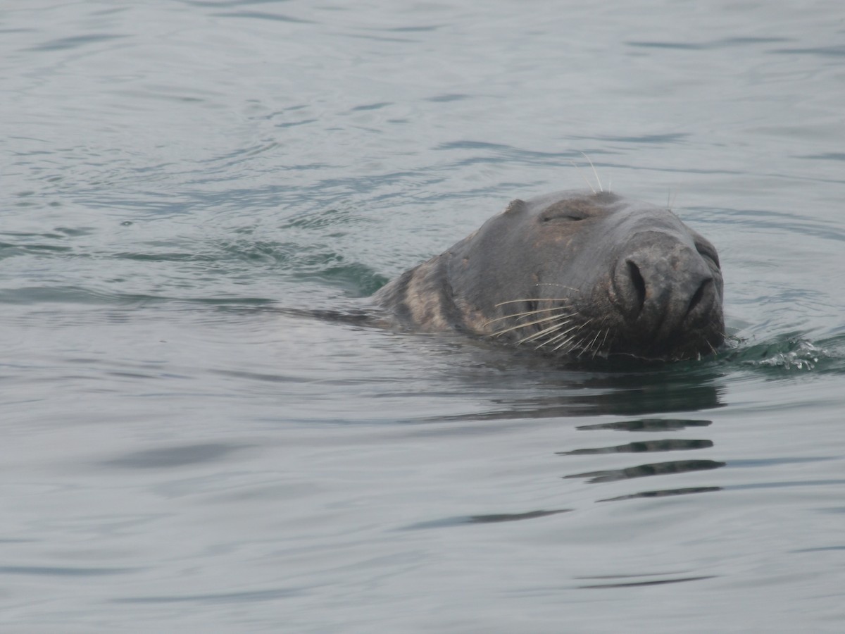 Атлантический серый тюлень - ML646701481