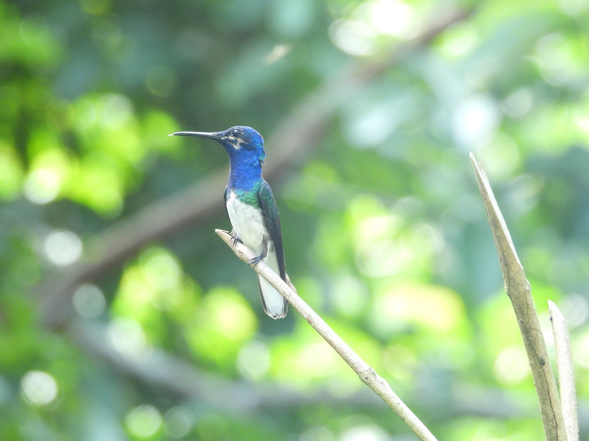 White-necked Jacobin - ML646701484