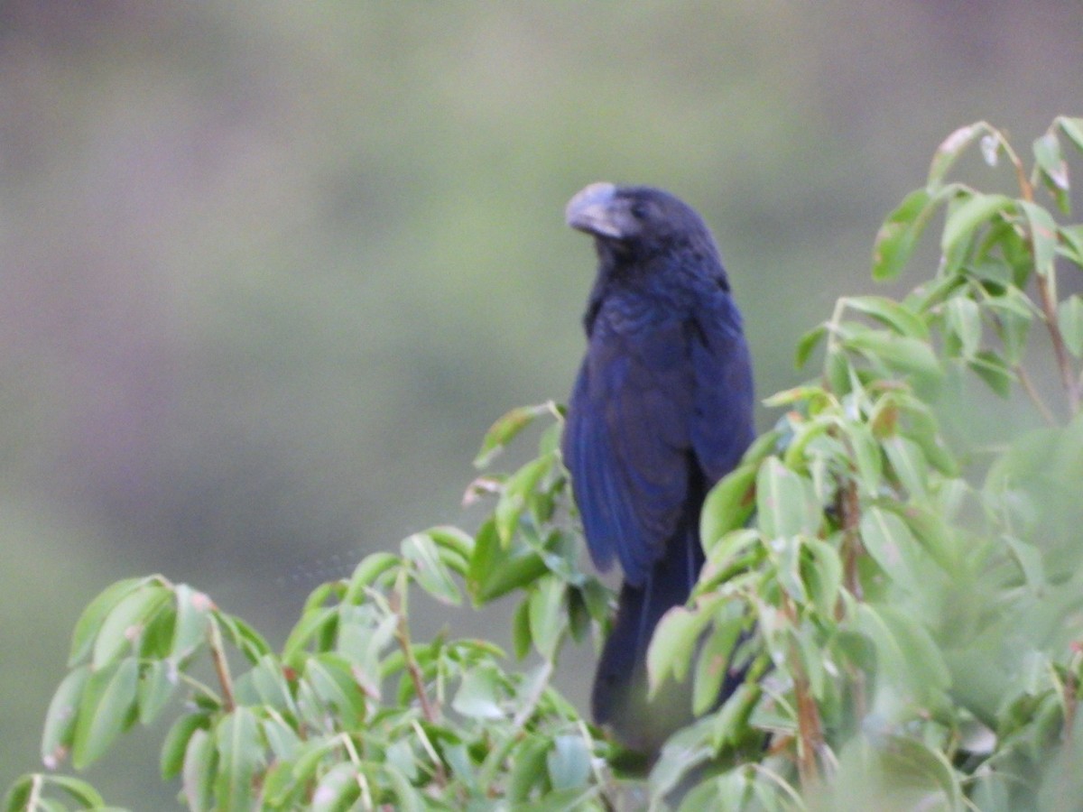 Smooth-billed Ani - ML646701488