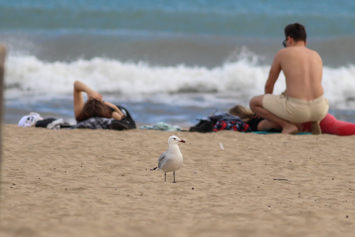 Одуэнова чайка - ML646701495