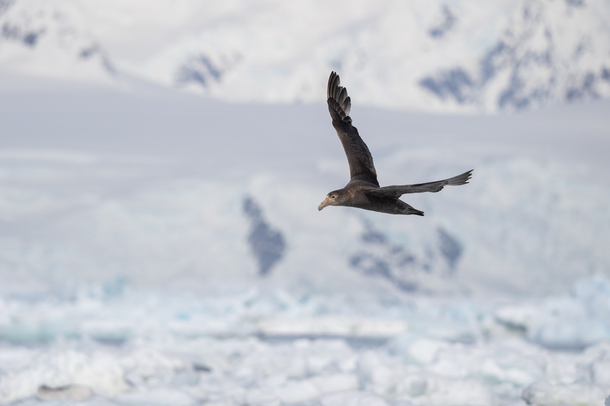 סערון-ענק דרומי - ML646701496