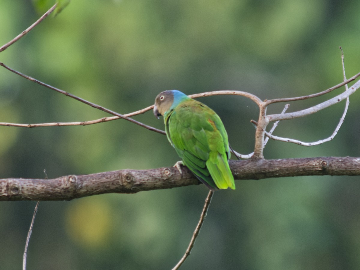 Лоріто червоноголовий - ML646701497