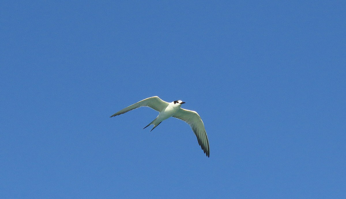 燕鷗 - ML646701500