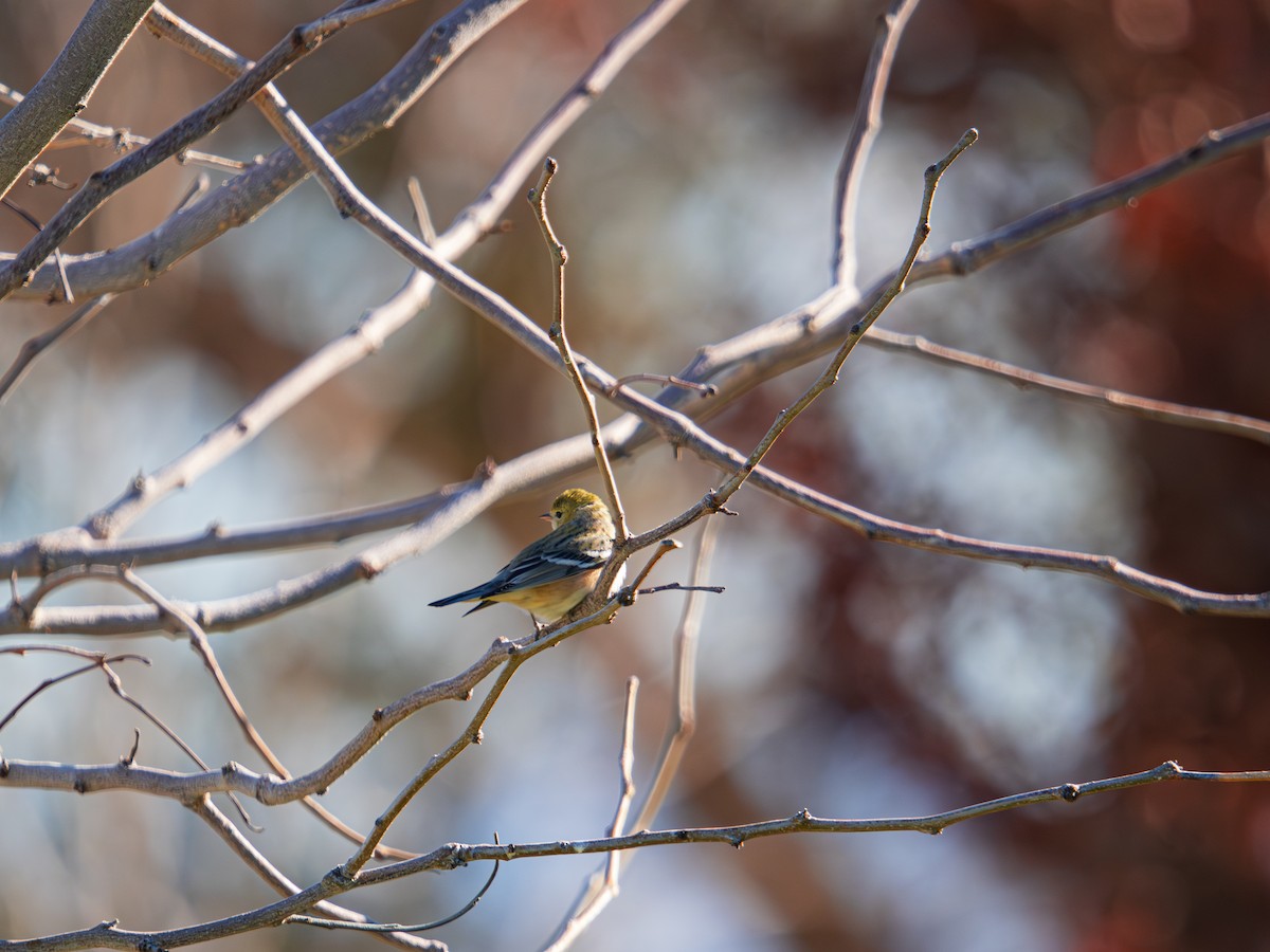 Bay-breasted Warbler - ML646701502