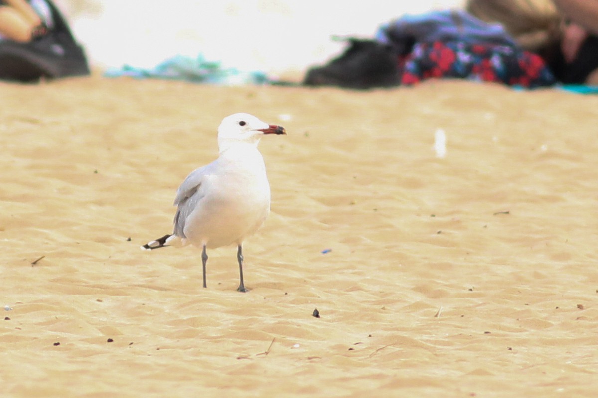 Одуэнова чайка - ML646701504