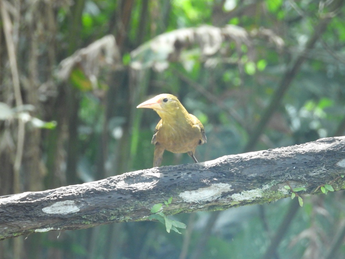Russet-backed Oropendola - ML646701507