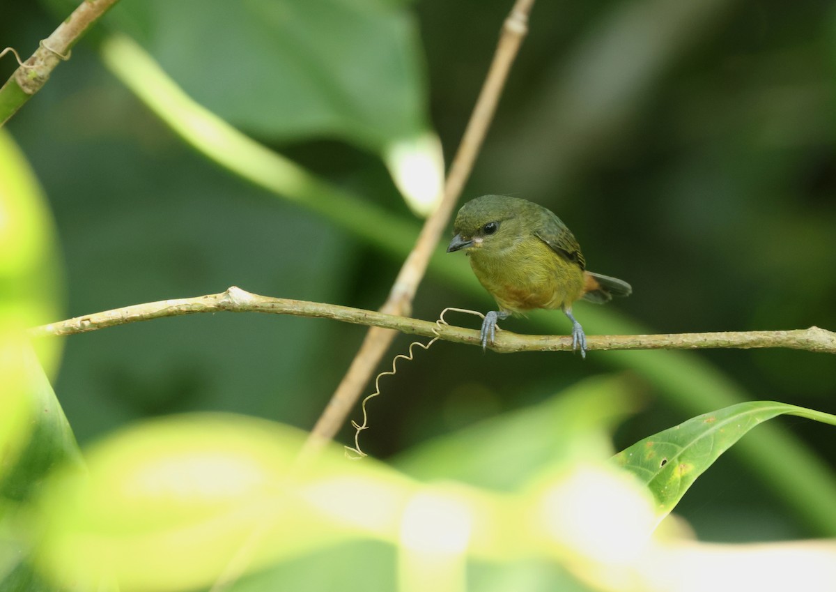 キビタイフウキンチョウ - ML646701513