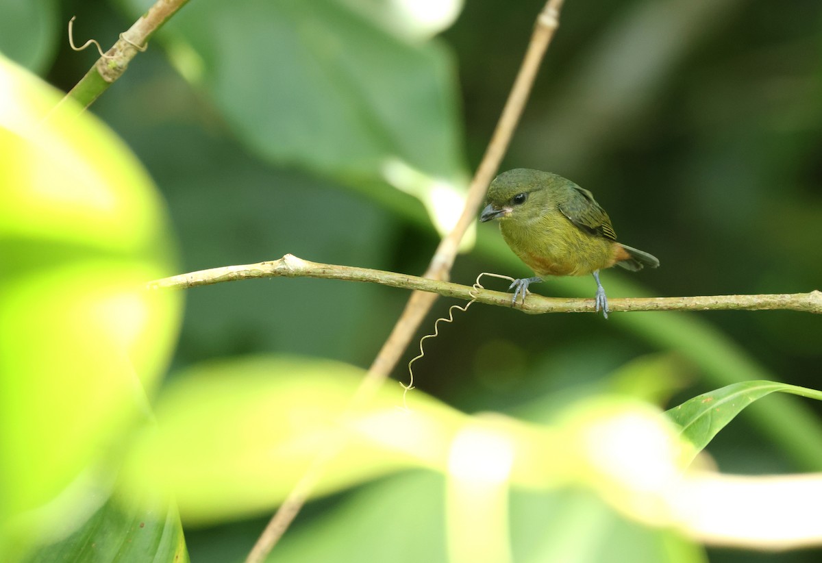 キビタイフウキンチョウ - ML646701515