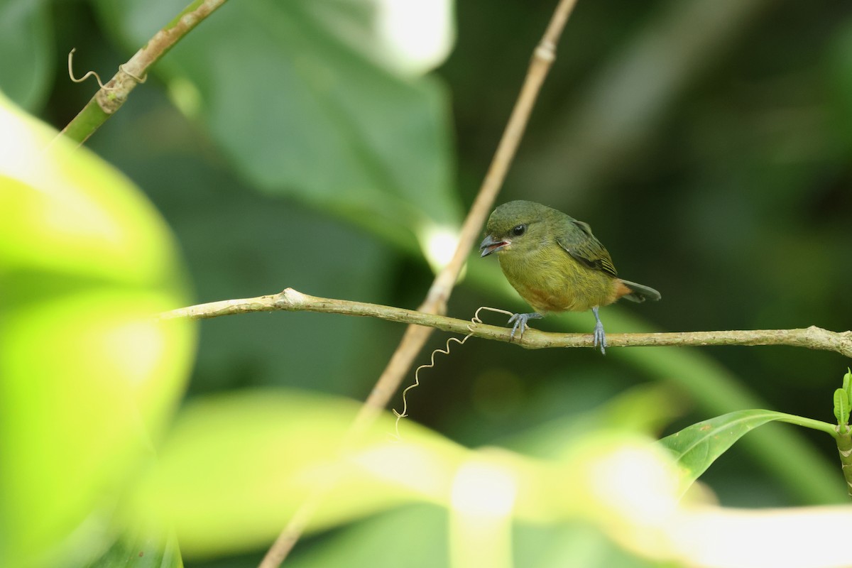 キビタイフウキンチョウ - ML646701516