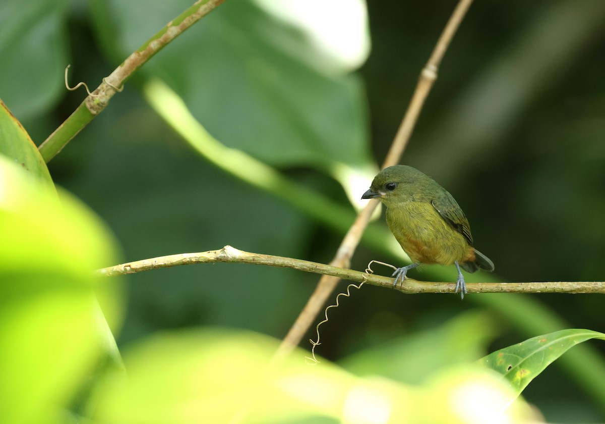 キビタイフウキンチョウ - ML646701517