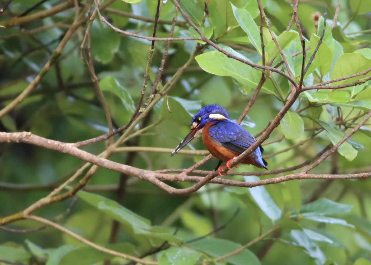 lakmusisfugl - ML646701518