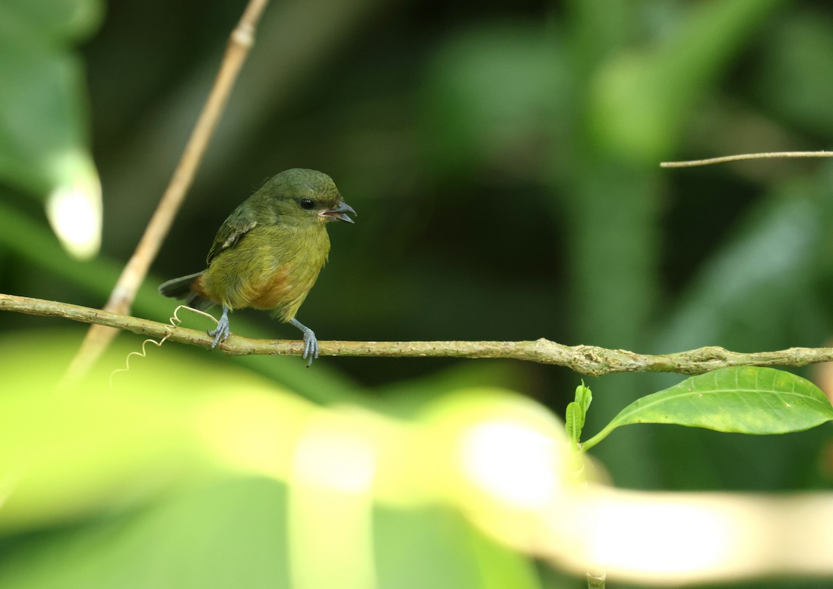 キビタイフウキンチョウ - ML646701520