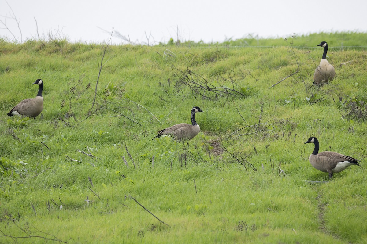 berneška velká - ML646701532