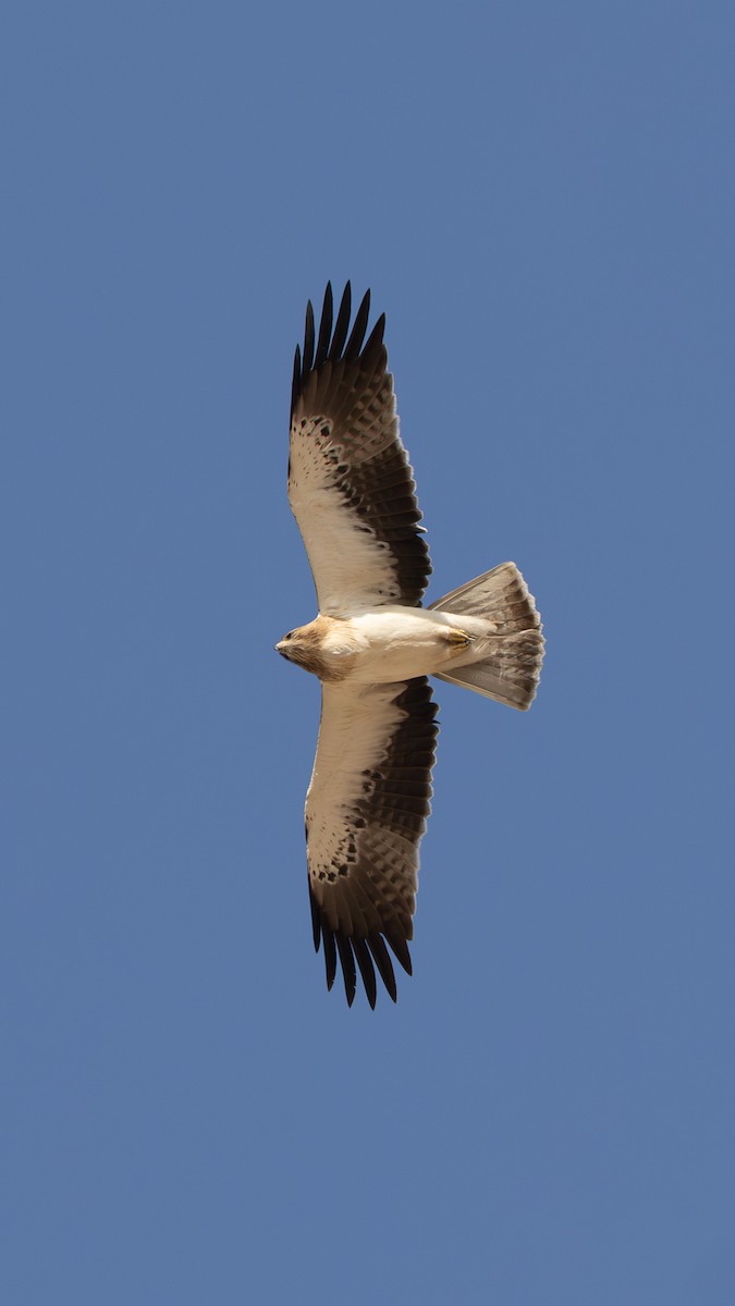 靴隼鵰 - ML646701533