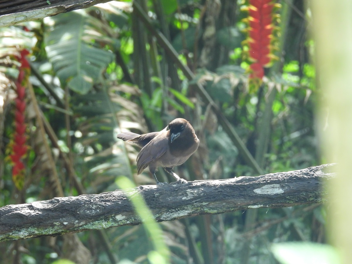 Purplish Jay - ML646701534