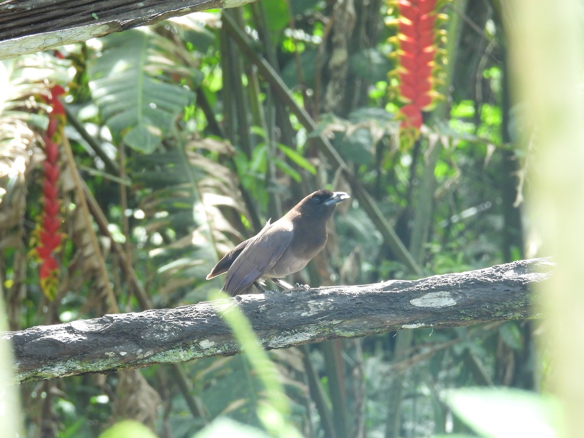 Purplish Jay - ML646701535