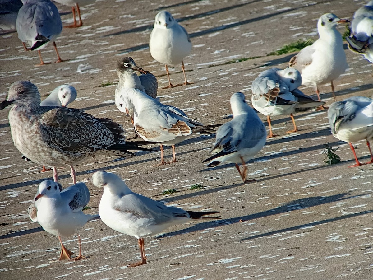 Franklin's Gull - ML646701536