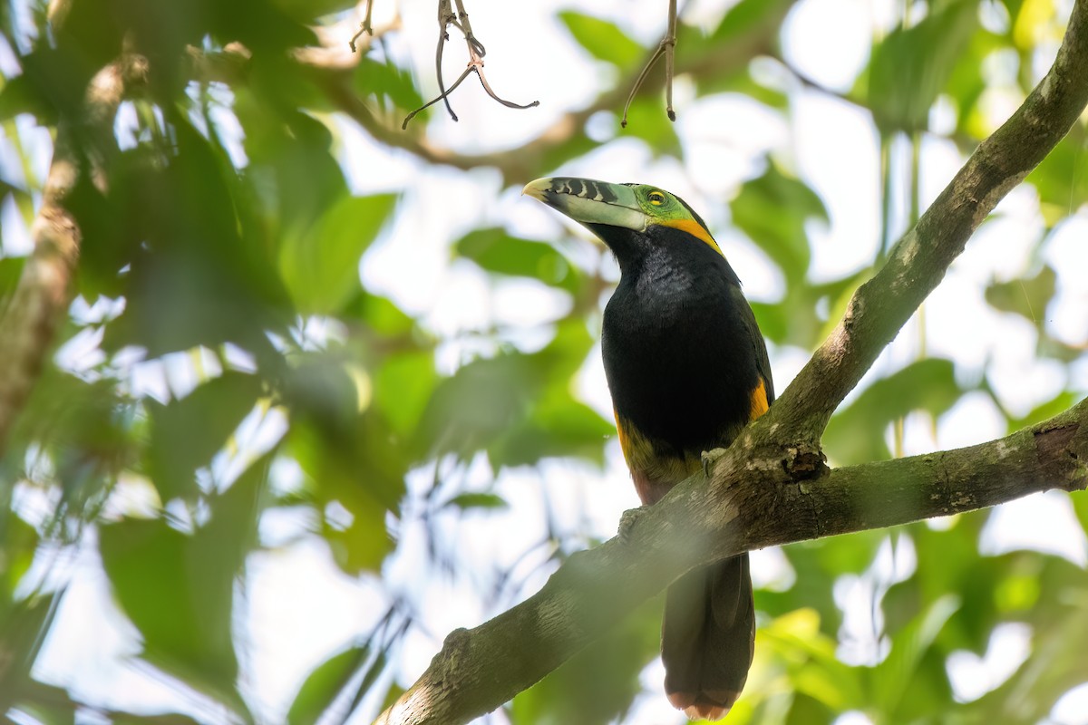 Spot-billed Toucanet - ML646701546