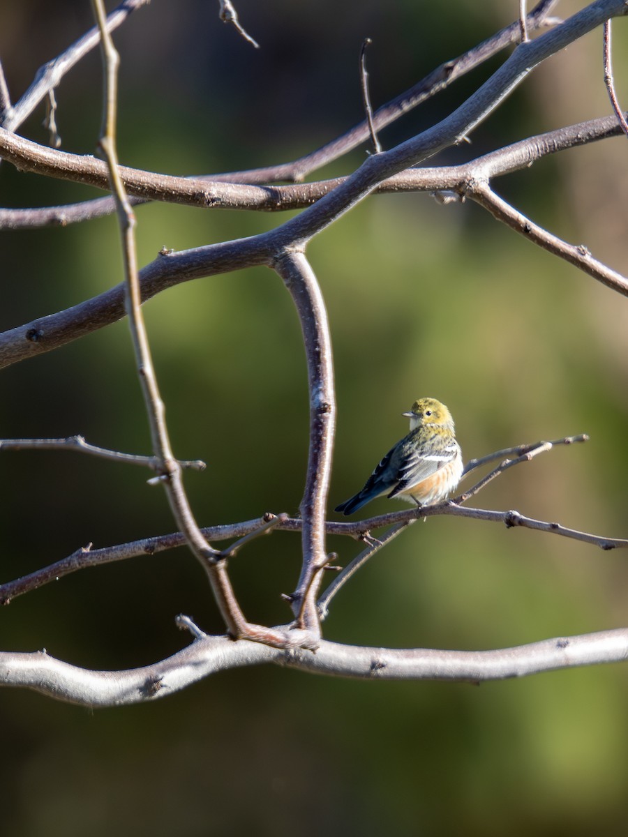 Bay-breasted Warbler - ML646701549