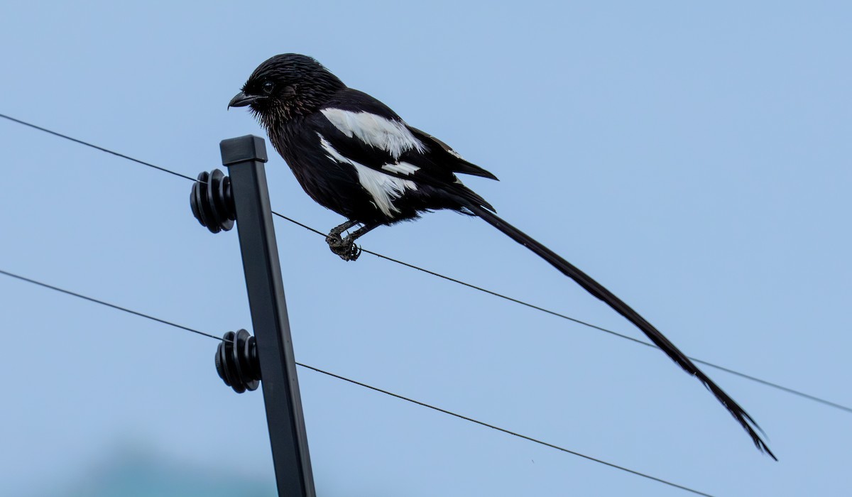 Magpie Shrike - ML646701553