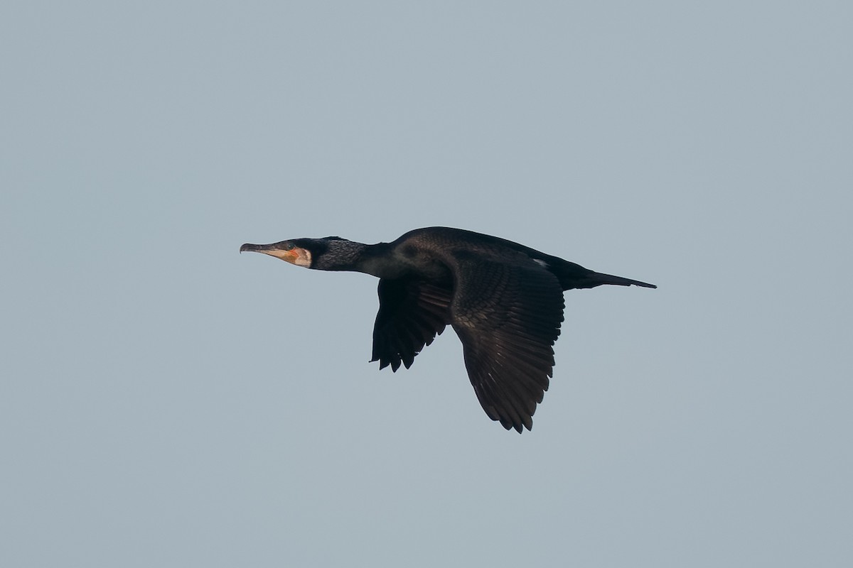 קורמורן גדול - ML646701560