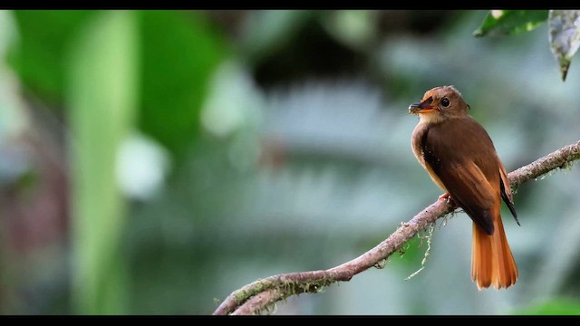 Atlantic Royal Flycatcher - ML646701564
