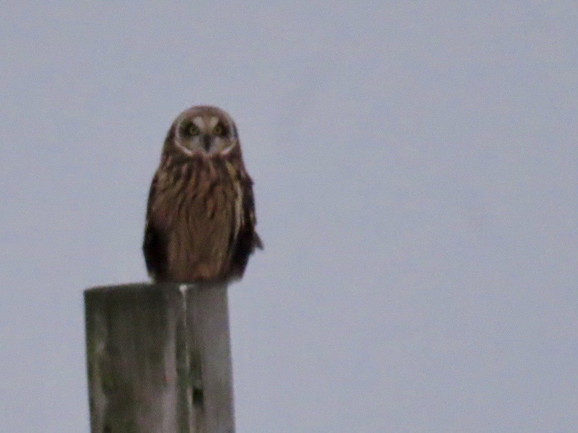 Short-eared Owl - ML646701570
