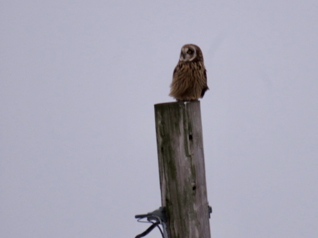 Short-eared Owl - ML646701571
